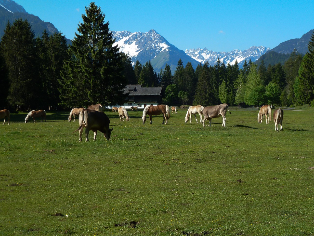  Pferde - Mündung Schwarzwassertal - Willi Weißensteiner
